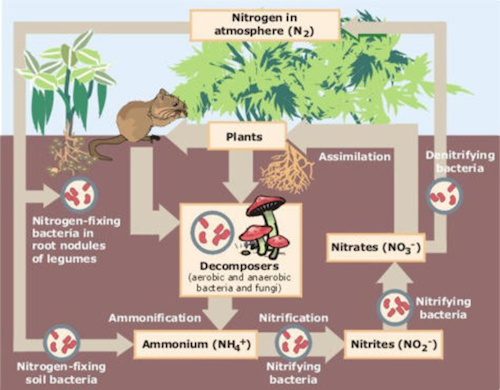 nitrogen cycle