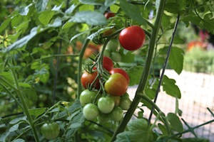 Garden Tomatoes